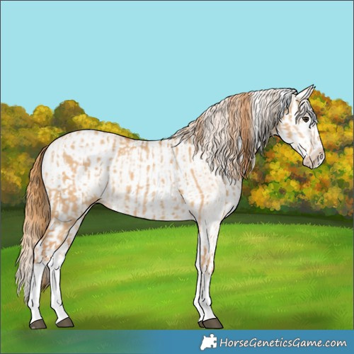Horse Color:White Spotted Red Dun Rabicano  and White Spotted Red Dun Splash Rabicano 