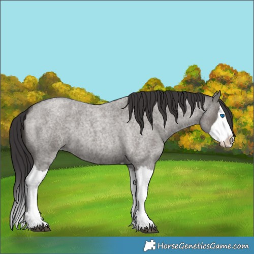 Horse Color:Smoky Grullo Roan Splash 