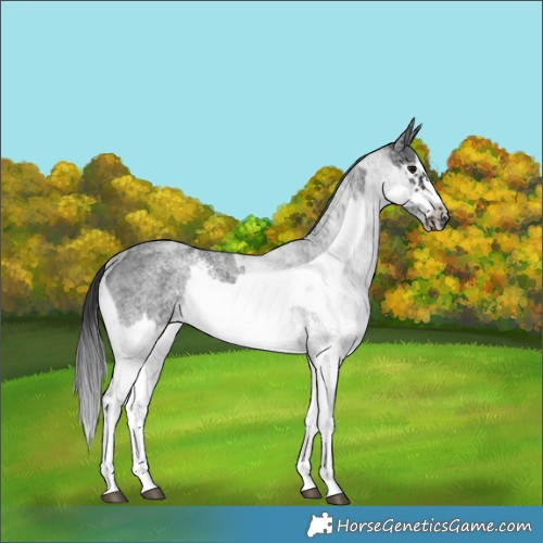 Horse Color:White Spotted Blue Roan Rabicano and White Spotted Blue Roan Frame Rabicano