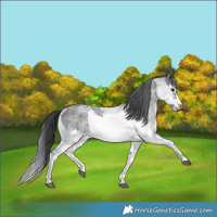 Horse Color:White Spotted Blue Roan Rabicano  and White Spotted Blue Roan Frame Rabicano 
