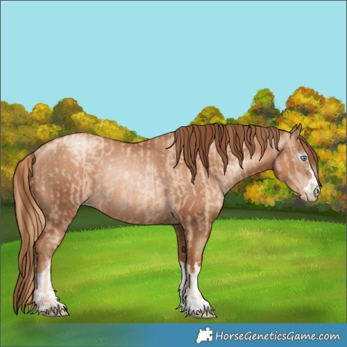 Horse Color:Gold Champagne Pearl Rabicano  and Gray Gold Champagne Pearl Rabicano 