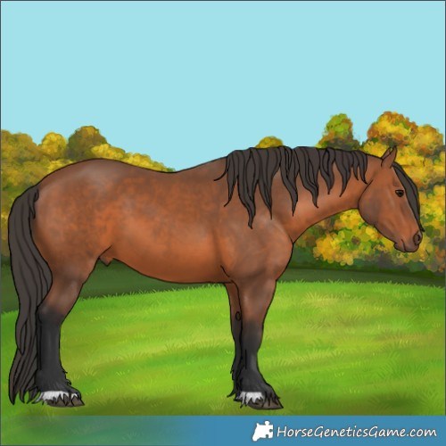 Horse Color:Bay 