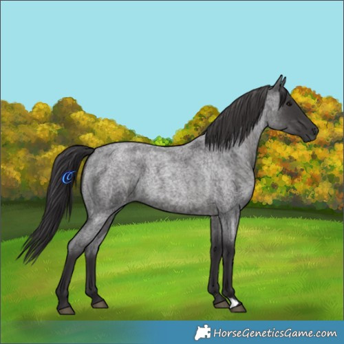 Horse Color:Smoky Blue Roan 