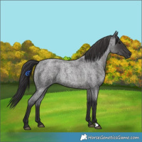 Horse Color:Smoky Blue Roan 