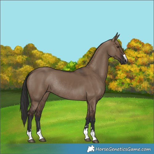 Horse Color:Liver Red Dun Rabicano