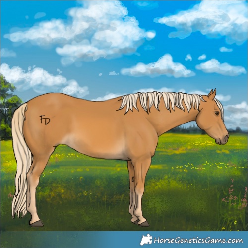 Horse Color:Palomino 