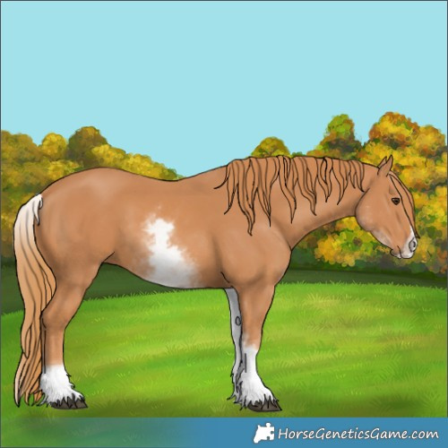 Horse Color:White Spotted Chestnut Splash