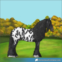 Horse Color:Black Near Leopard 