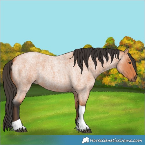 Horse Color:Bay Roan Tobiano