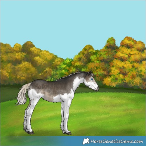 Horse Color:Gray Silver Smoky Black Splash Rabicano 