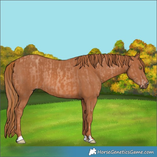 Horse Color:Gold Champagne  and Chestnut 