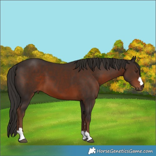 Horse Color:Liver Chestnut 