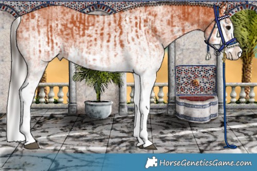 Horse Color:White Spotted Bay Splash and White Spotted Silver Bay Splash