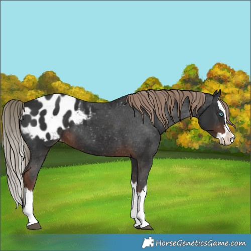 Horse Color:Liver Chestnut Splash Appaloosa 