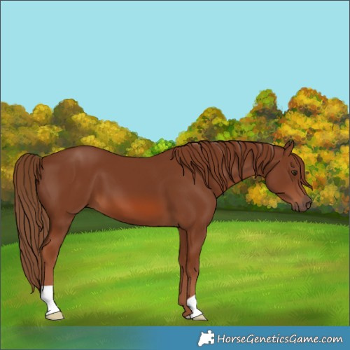 Horse Color:Chestnut 