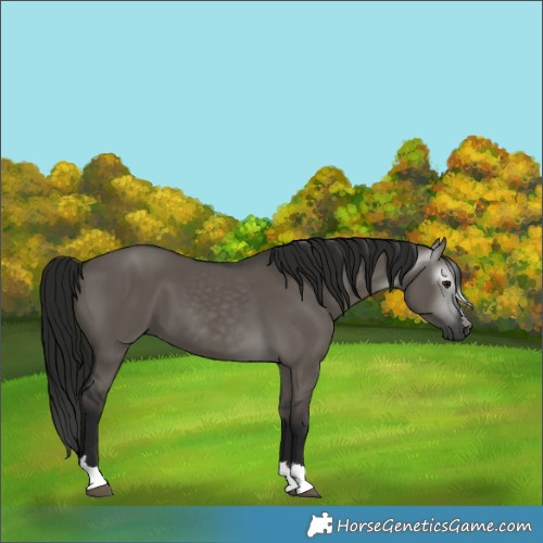 Horse Color:Gray Grullo