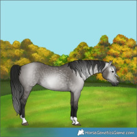 Horse Color:Gray Grullo 