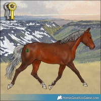 Horse Color:Silver Bay Rabicano 