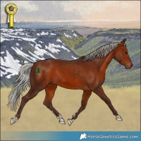 Horse Color:Silver Bay Rabicano 