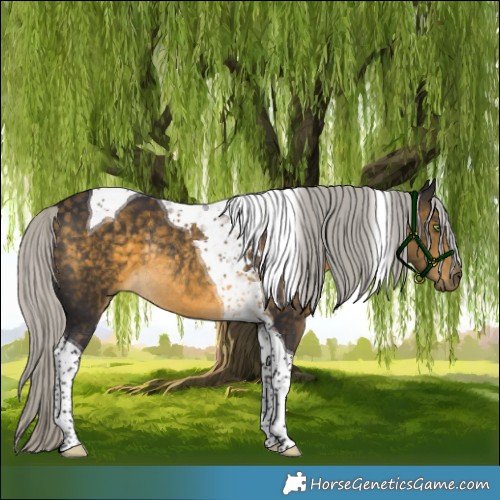 Horse Color:Silver Buckskin Tobiano Rabicano 
