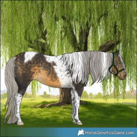 Horse Color:Silver Buckskin Tobiano Rabicano 