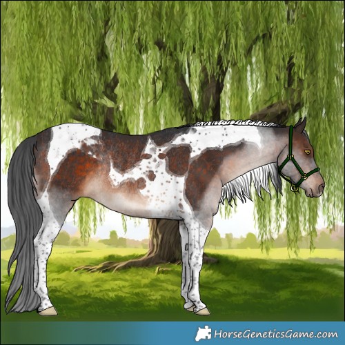 Horse Color:Brown Tobiano Rabicano 
