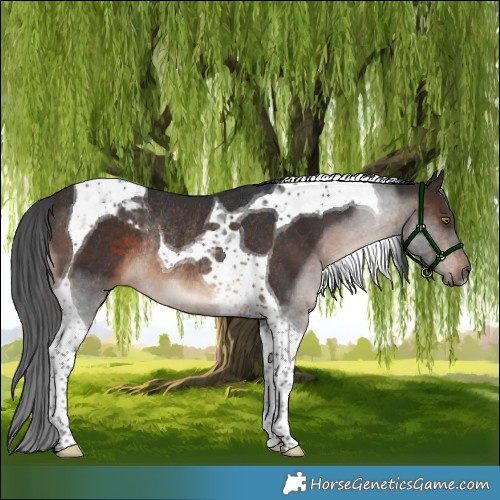 Horse Color:Brown Tobiano Rabicano 