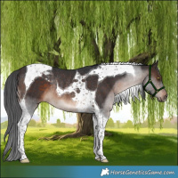 Horse Color:Brown Tobiano Rabicano