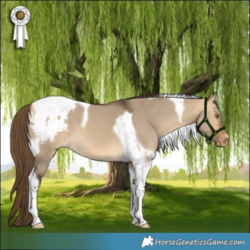 Horse Color:Buckskin Dun Tobiano Appaloosa 