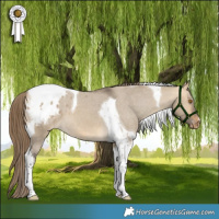 Horse Color:Buckskin Dun Tobiano Blanket