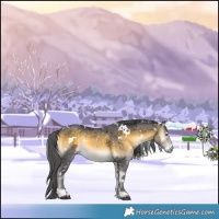 Horse Color:White Spotted Buckskin Onyx Merle 