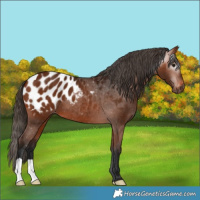 Horse Color:Gray Bay Appaloosa 