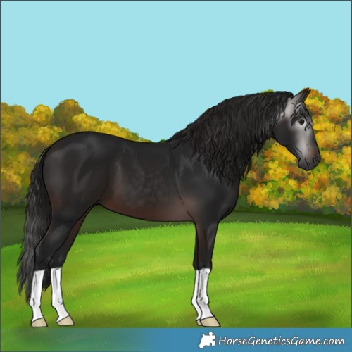 Horse Color:Gray Bay 
