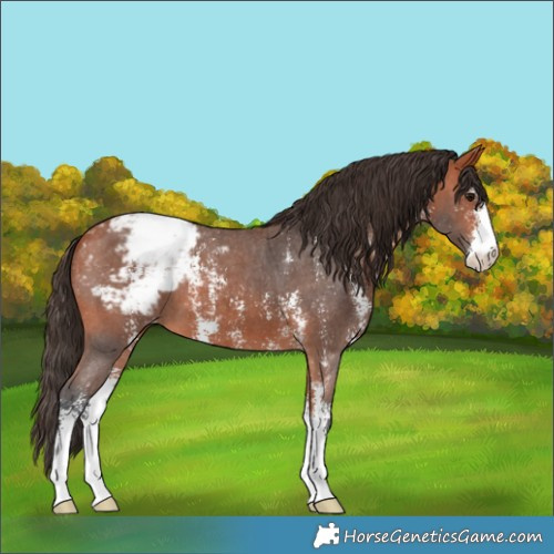 Horse Color:Bay Sabino Appaloosa 
