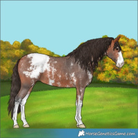 Horse Color:Bay Sabino Appaloosa 