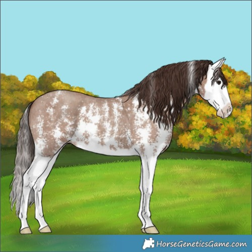 Horse Color:Classic Champagne Sabino Splash Appaloosa