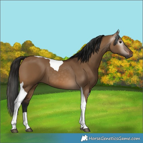 Horse Color:Gray Bay Dun Tobiano