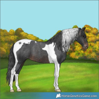Horse Color:Brown Tobiano Varnish 