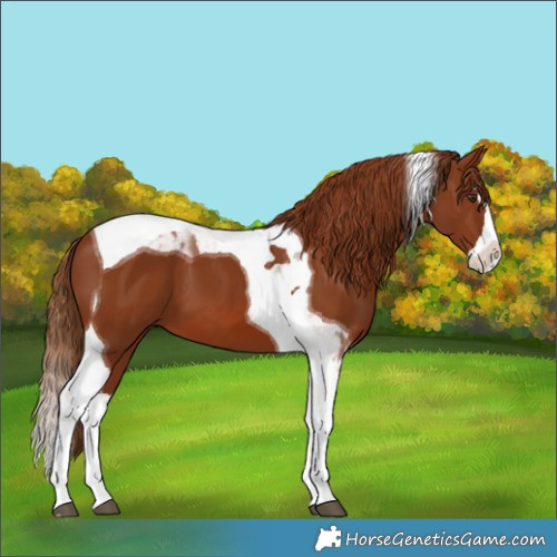 Horse Color:Chestnut Splash Tobiano