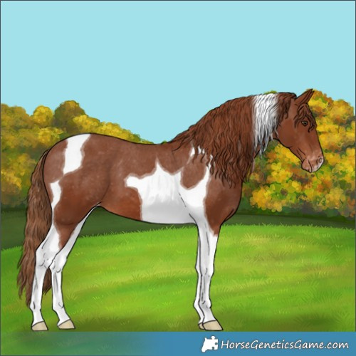 Horse Color:Chestnut Tobiano Appaloosa