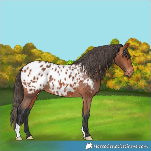 Horse Color:Bay Appaloosa