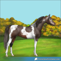 Horse Color:Gray Bay Tobiano Varnish