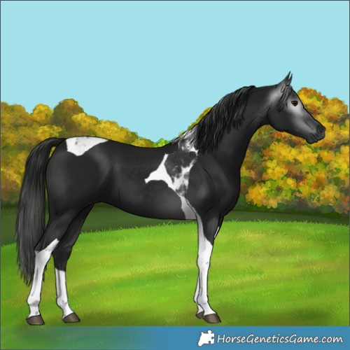 Horse Color:Gray Black Tobiano 