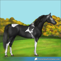 Horse Color:Gray Black Tobiano 