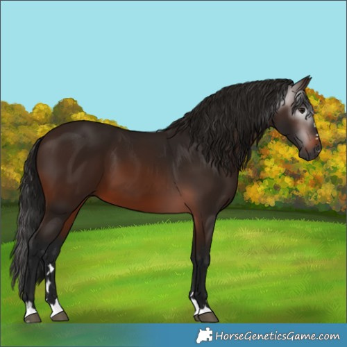 Horse Color:Gray Bay