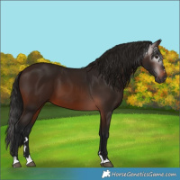 Horse Color:Gray Bay 
