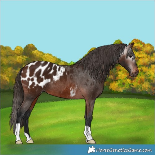 Horse Color:Gray Bay Appaloosa