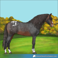 Horse Color:Brown Appaloosa