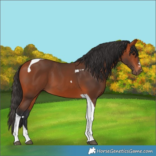 Horse Color:Bay Tobiano 