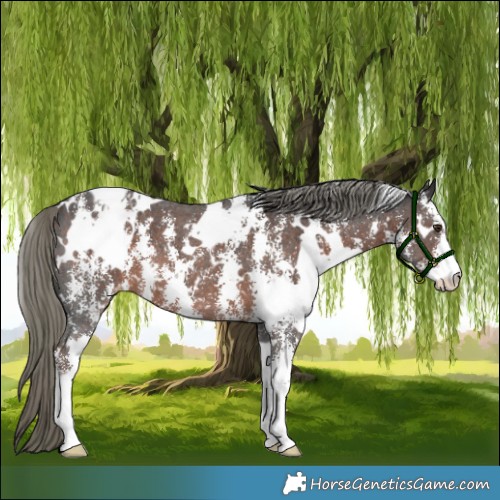 Horse Color:White Spotted Liver Chestnut Mushroom Sabino Appaloosa